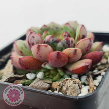 Load image into Gallery viewer, Echeveria Nocturne (W/pups) - John &amp; Norma&#39;s Succulents
