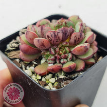 Load image into Gallery viewer, Echeveria Nocturne (W/pups) - John &amp; Norma&#39;s Succulents
