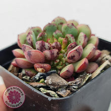 Load image into Gallery viewer, Echeveria Nocturne (W/pups) - John &amp; Norma&#39;s Succulents
