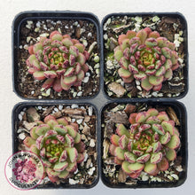 Load image into Gallery viewer, Echeveria Nocturne (W/pups) - John &amp; Norma&#39;s Succulents
