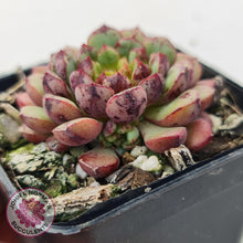 Load image into Gallery viewer, Echeveria Nocturne (W/pups) - John &amp; Norma&#39;s Succulents
