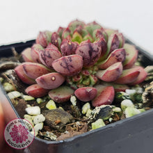 Load image into Gallery viewer, Echeveria Nocturne (W/pups) - John &amp; Norma&#39;s Succulents
