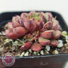 Load image into Gallery viewer, Echeveria Nocturne (W/pups) - John &amp; Norma&#39;s Succulents
