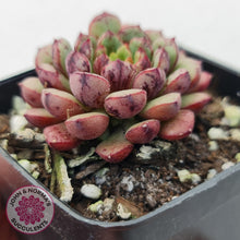 Load image into Gallery viewer, Echeveria Nocturne (W/pups) - John &amp; Norma&#39;s Succulents
