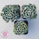Echeveria Pinwheel Revolution