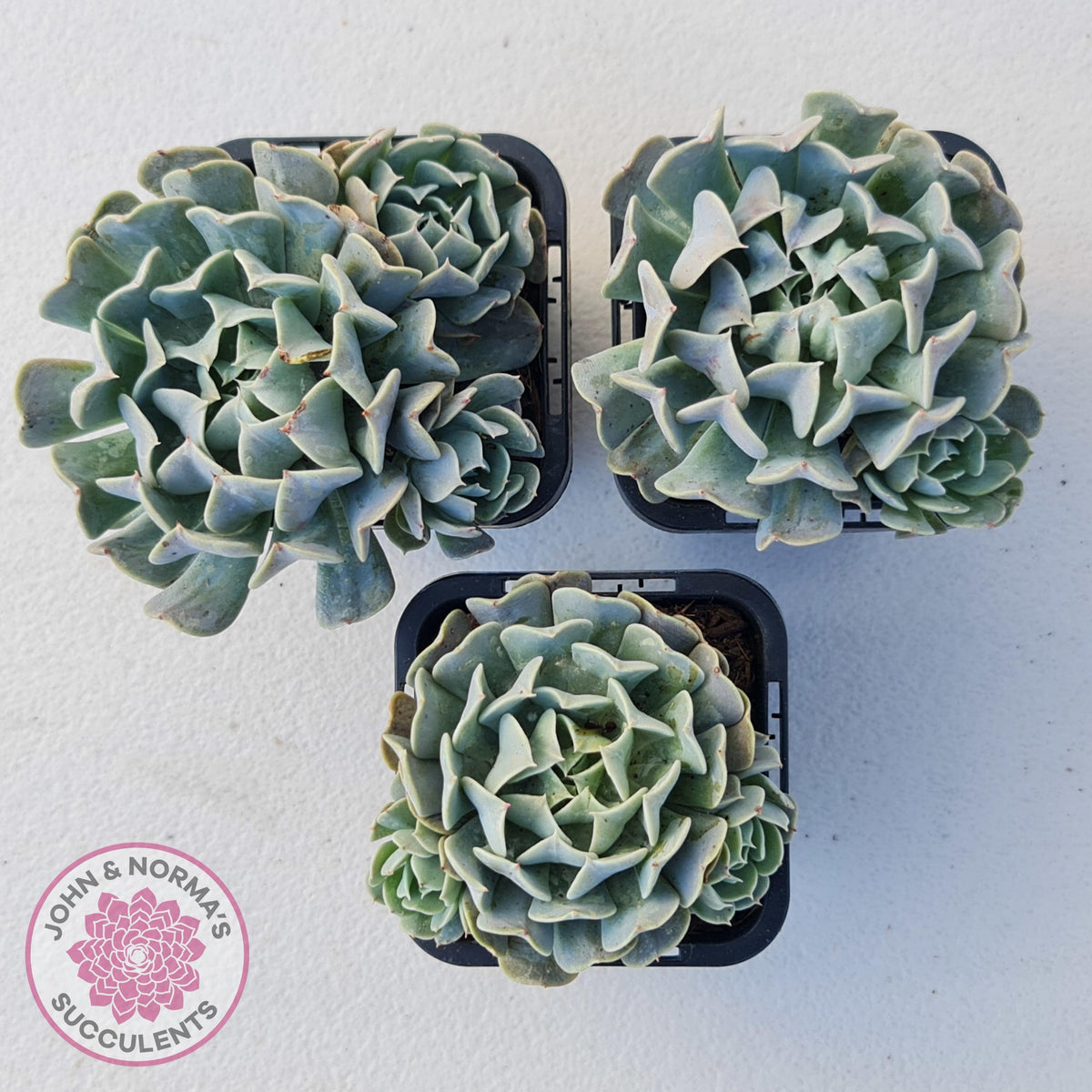 Echeveria Pinwheel Revolution