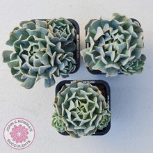 Load image into Gallery viewer, Echeveria Pinwheel Revolution - John &amp; Norma&#39;s Succulents
