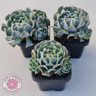 Echeveria Pinwheel Revolution