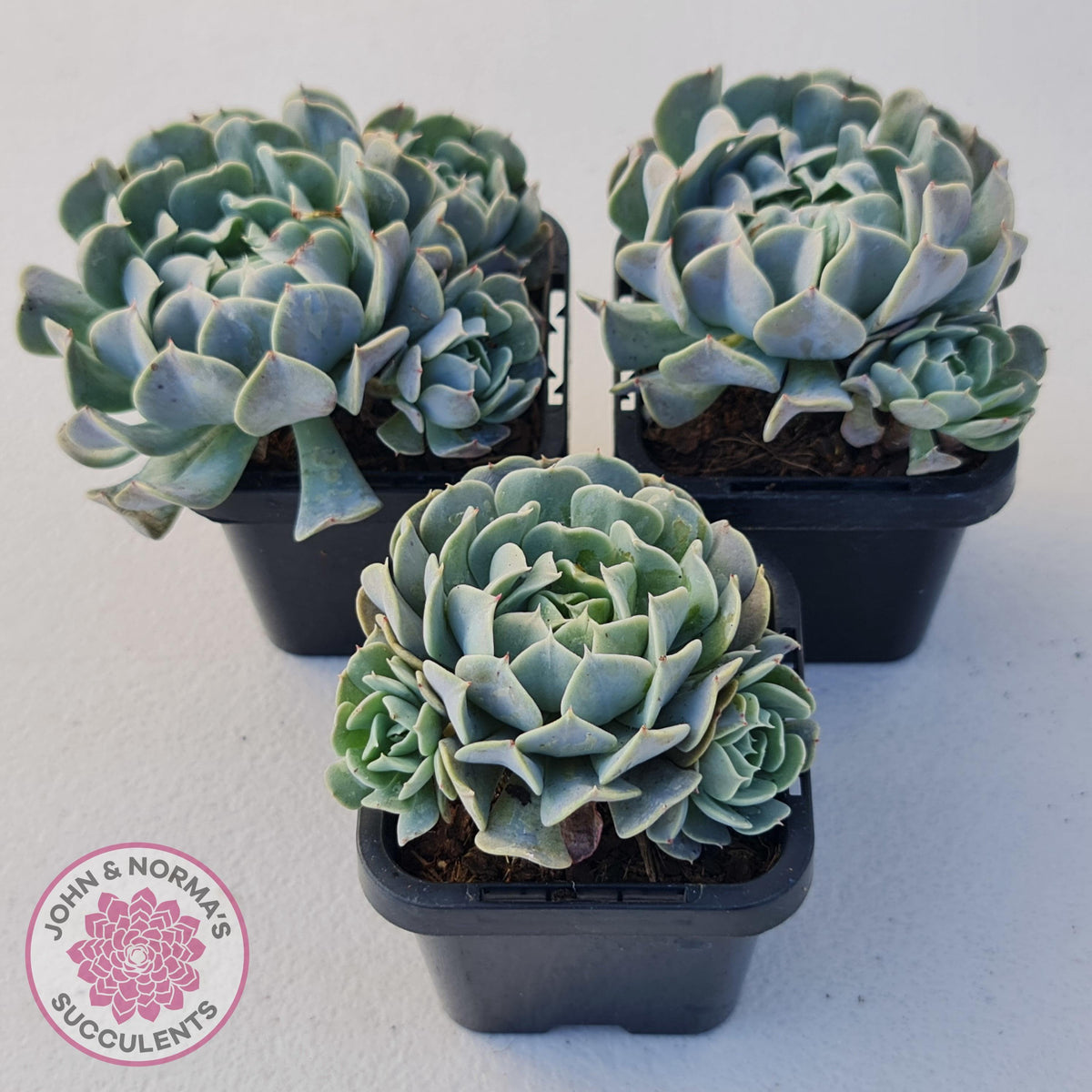 Echeveria Pinwheel Revolution