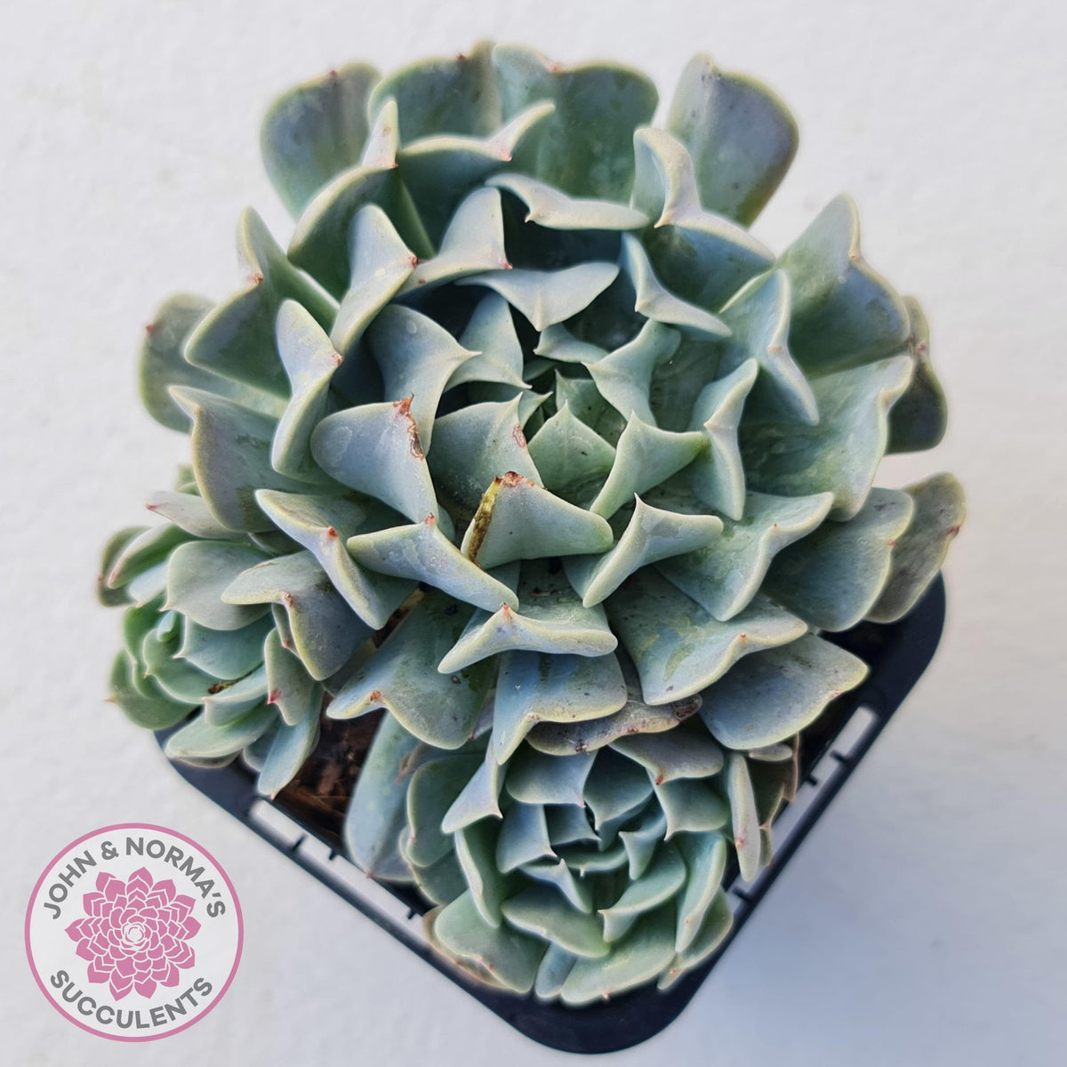 Echeveria Pinwheel Revolution