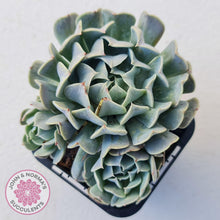 Load image into Gallery viewer, Echeveria Pinwheel Revolution - John &amp; Norma&#39;s Succulents
