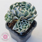 Echeveria Pinwheel Revolution