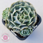 Echeveria Pinwheel Revolution