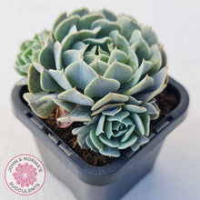 Load image into Gallery viewer, Echeveria Pinwheel Revolution - John &amp; Norma&#39;s Succulents
