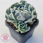 Echeveria Pinwheel Revolution