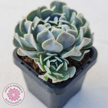 Load image into Gallery viewer, Echeveria Pinwheel Revolution - John &amp; Norma&#39;s Succulents
