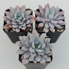 Echeveria Prunella