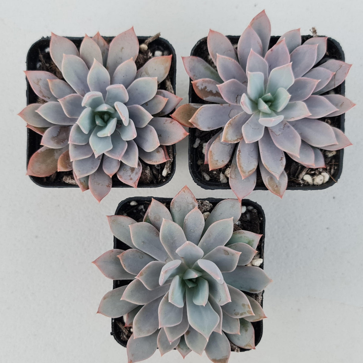 Echeveria Prunella