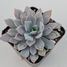 Echeveria Prunella