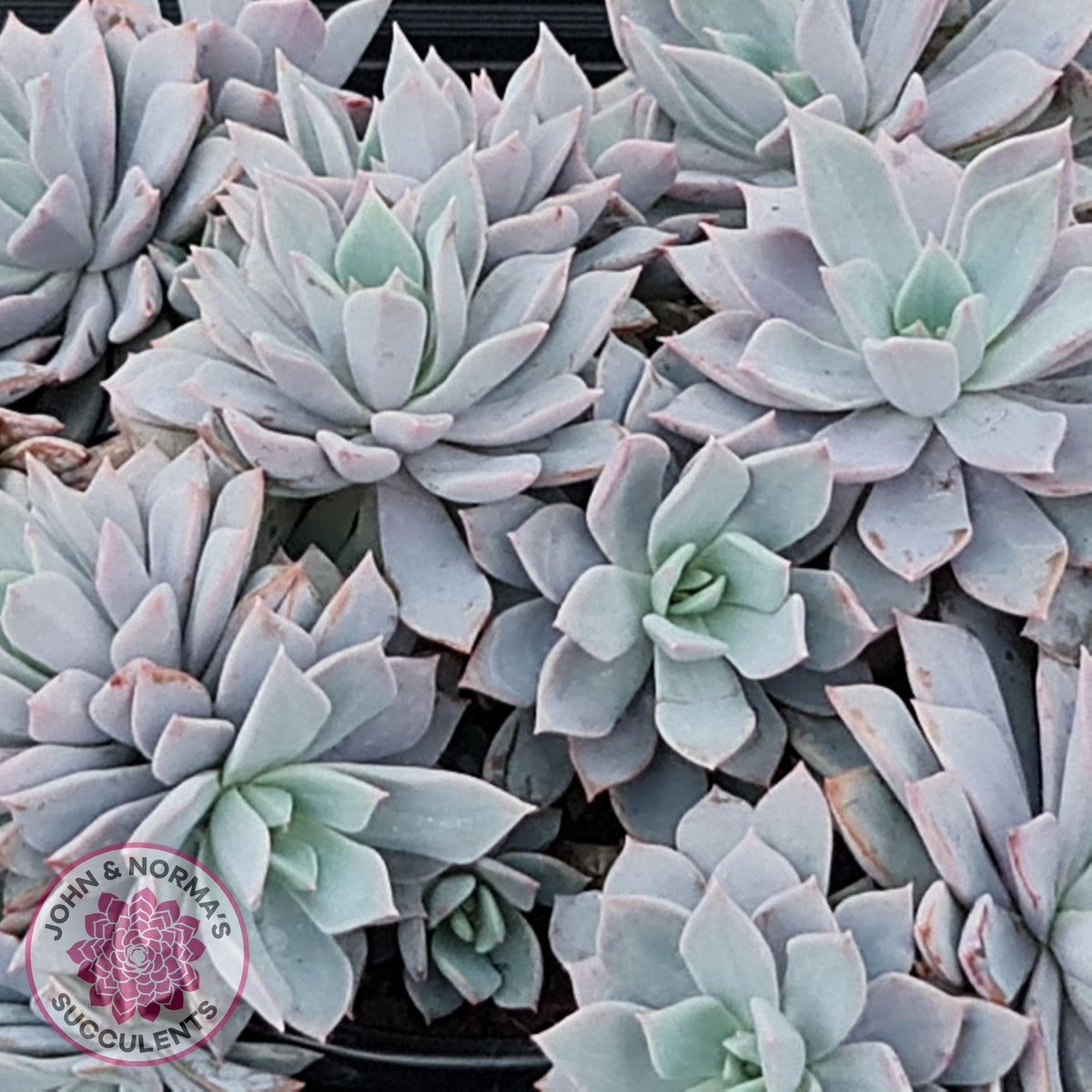 Echeveria Prunella