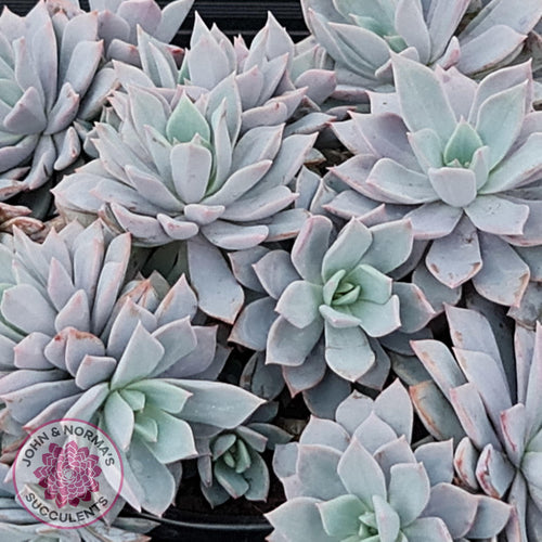 Echeveria Prunella - John & Norma's Succulents