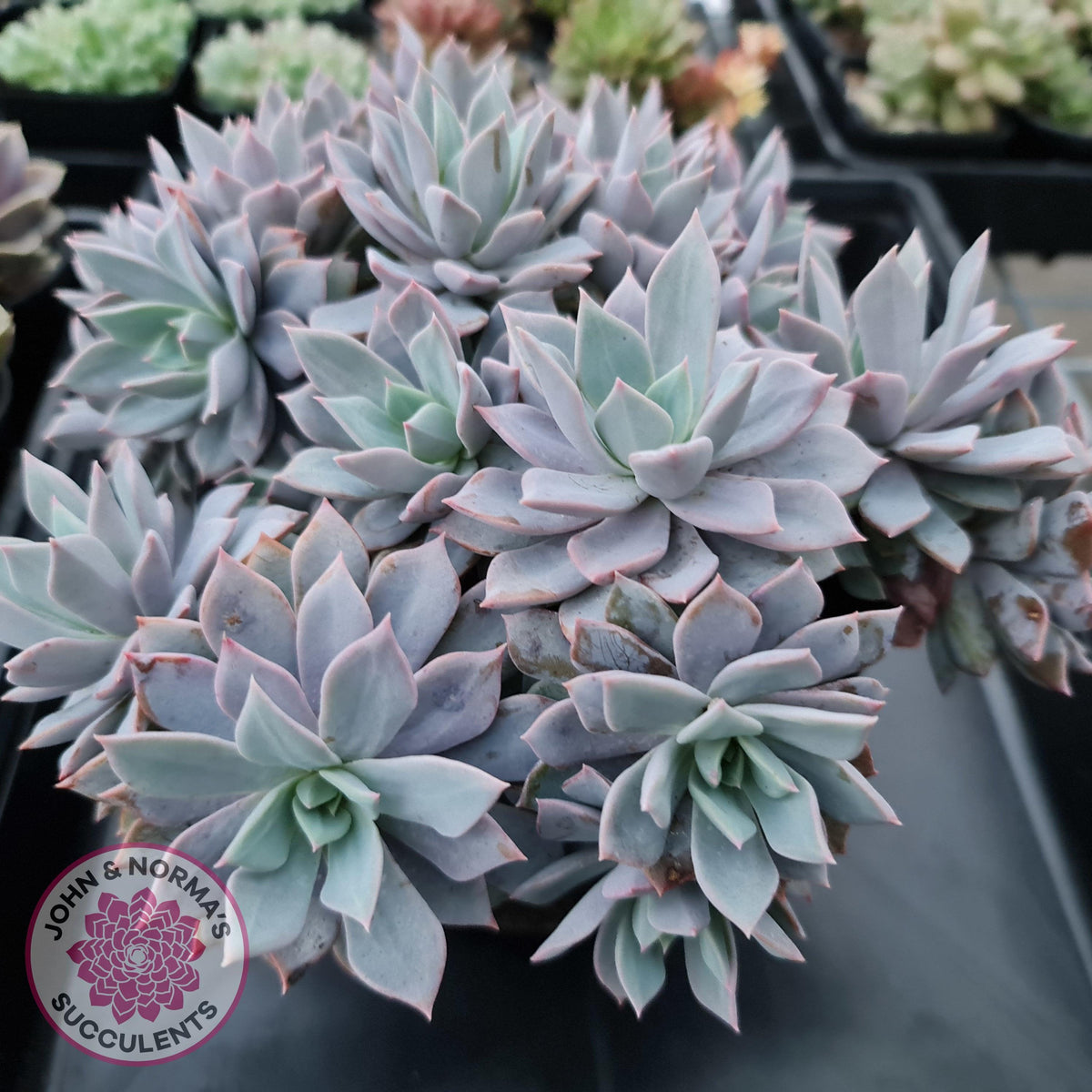 Echeveria Prunella