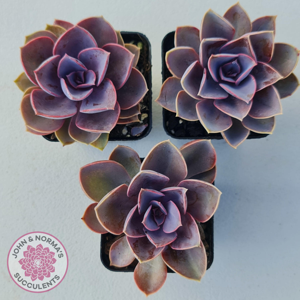 Echeveria 'Purple Pearl'