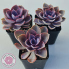 Echeveria 'Purple Pearl'