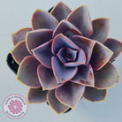 Echeveria 'Purple Pearl'