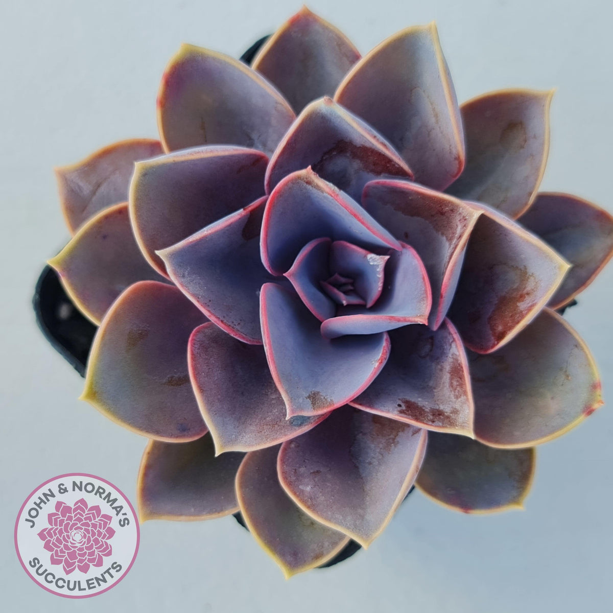 Echeveria 'Purple Pearl'