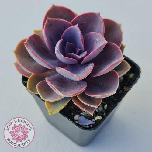 Echeveria Purple Pearl - John & Norma's Succulents