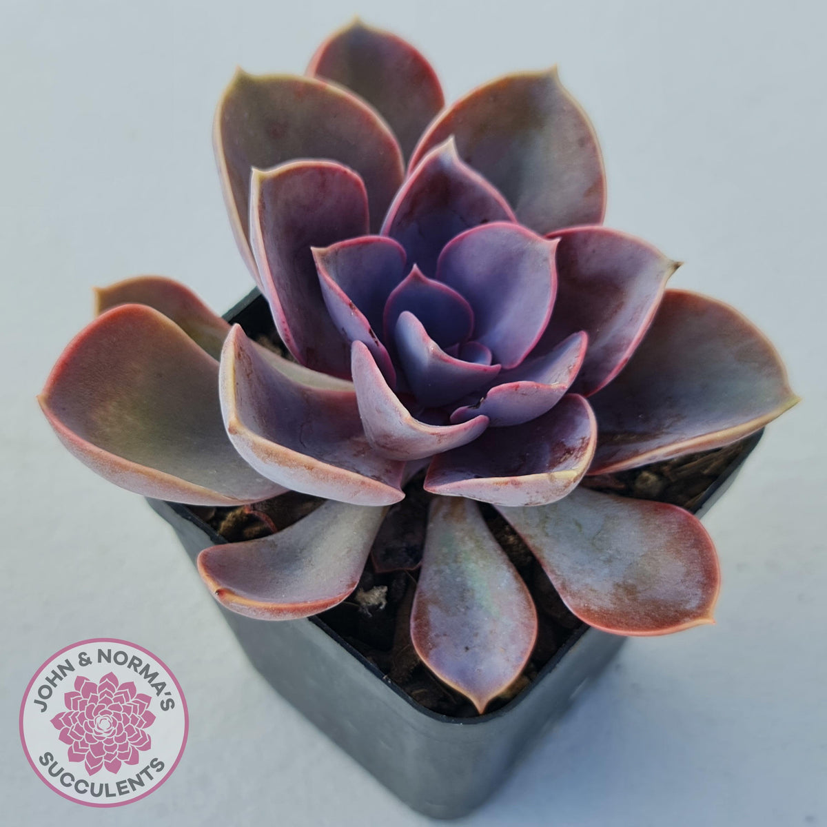 Echeveria 'Purple Pearl'