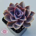 Echeveria 'Purple Pearl'