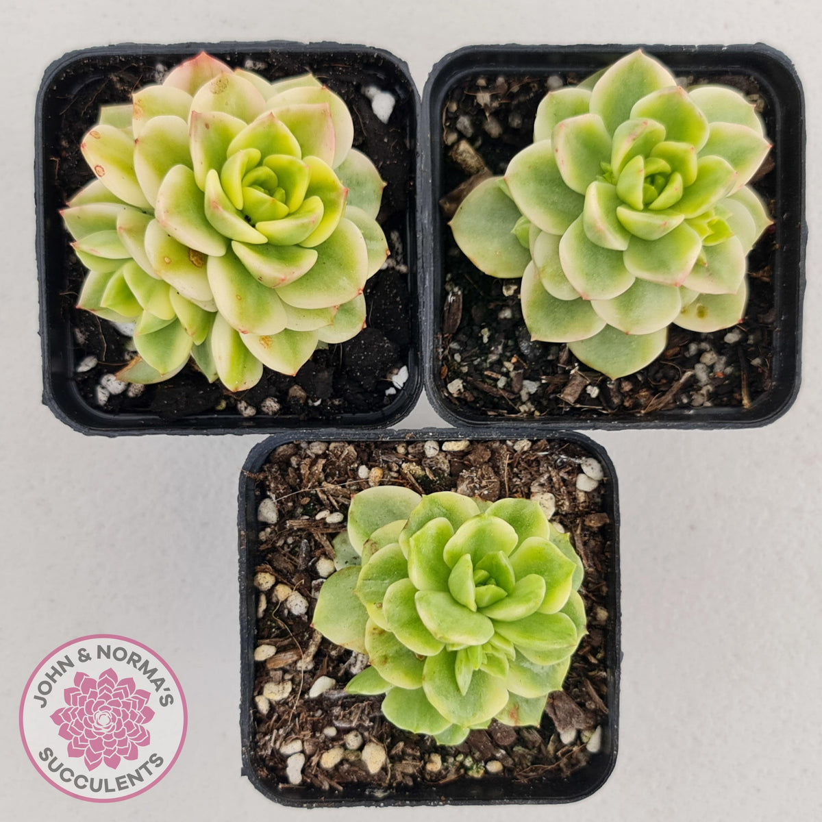 Sedeveria Rolly Variegated - Clumps