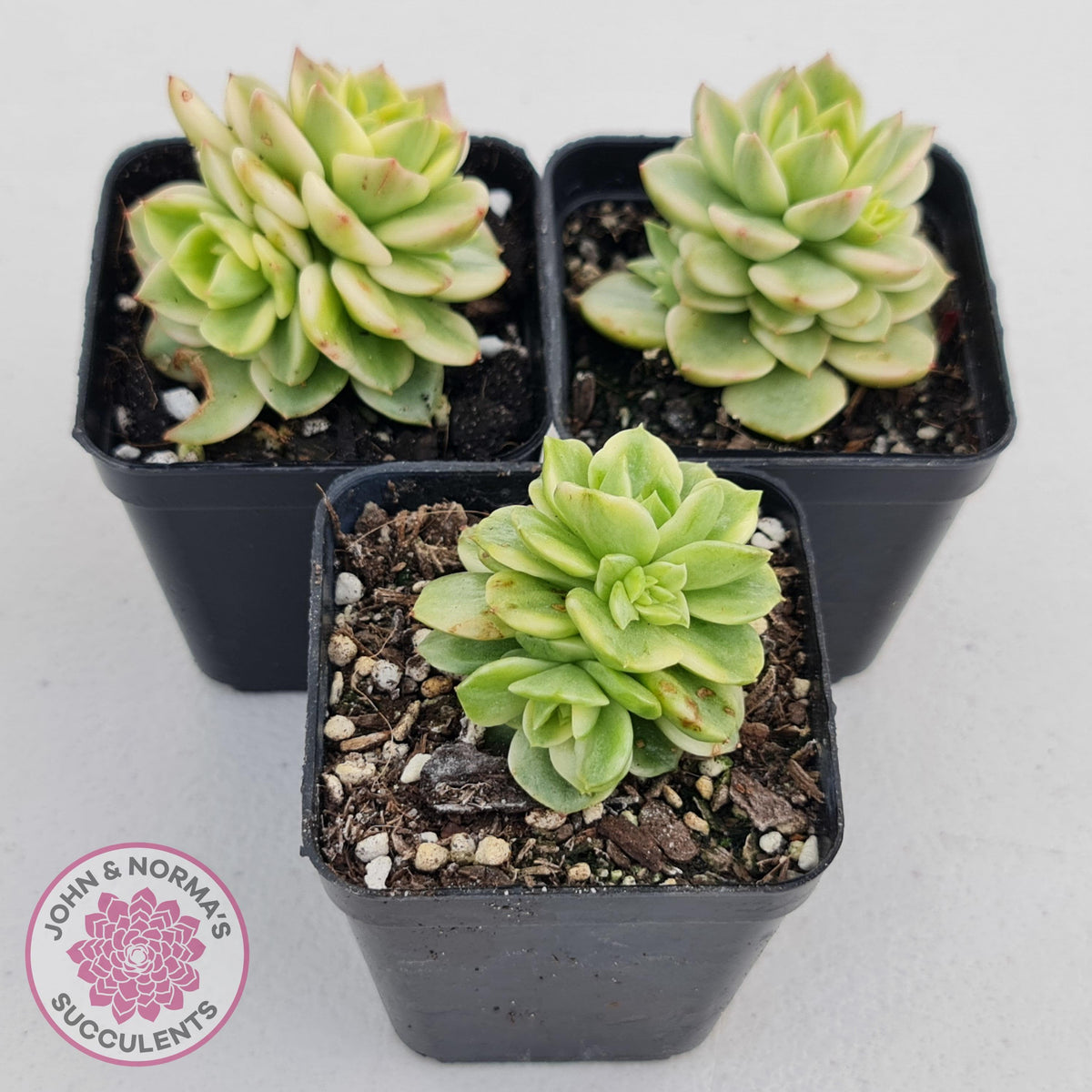 Sedeveria Rolly Variegated - Clumps