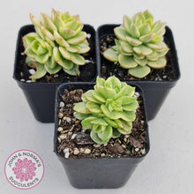 Load image into Gallery viewer, Sedeveria Rolly Variegated - John &amp; Norma&#39;s Succulents
