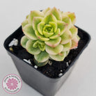 Sedeveria Rolly Variegated - Clumps