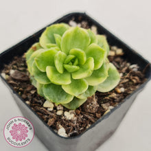 Load image into Gallery viewer, Sedeveria Rolly Variegated - John &amp; Norma&#39;s Succulents
