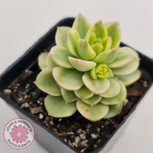 Load image into Gallery viewer, Sedeveria Rolly Variegated - John &amp; Norma&#39;s Succulents
