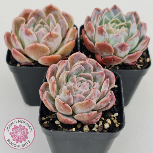 Echeveria Sarang - John & Norma's Succulents