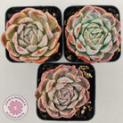 Echeveria Sarang