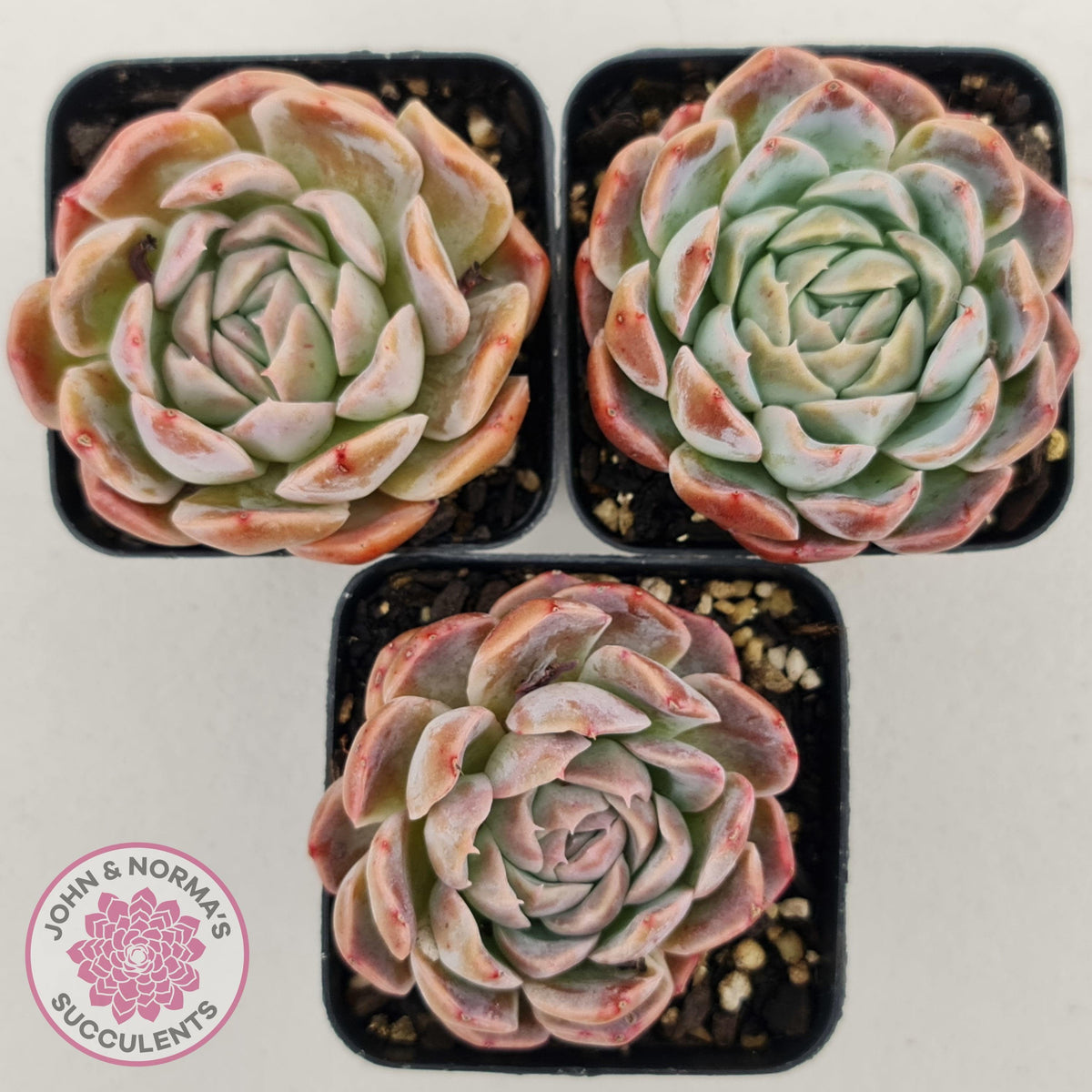 Echeveria Sarang