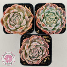 Load image into Gallery viewer, Echeveria Sarang - John &amp; Norma&#39;s Succulents
