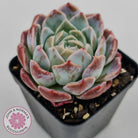 Echeveria Sarang
