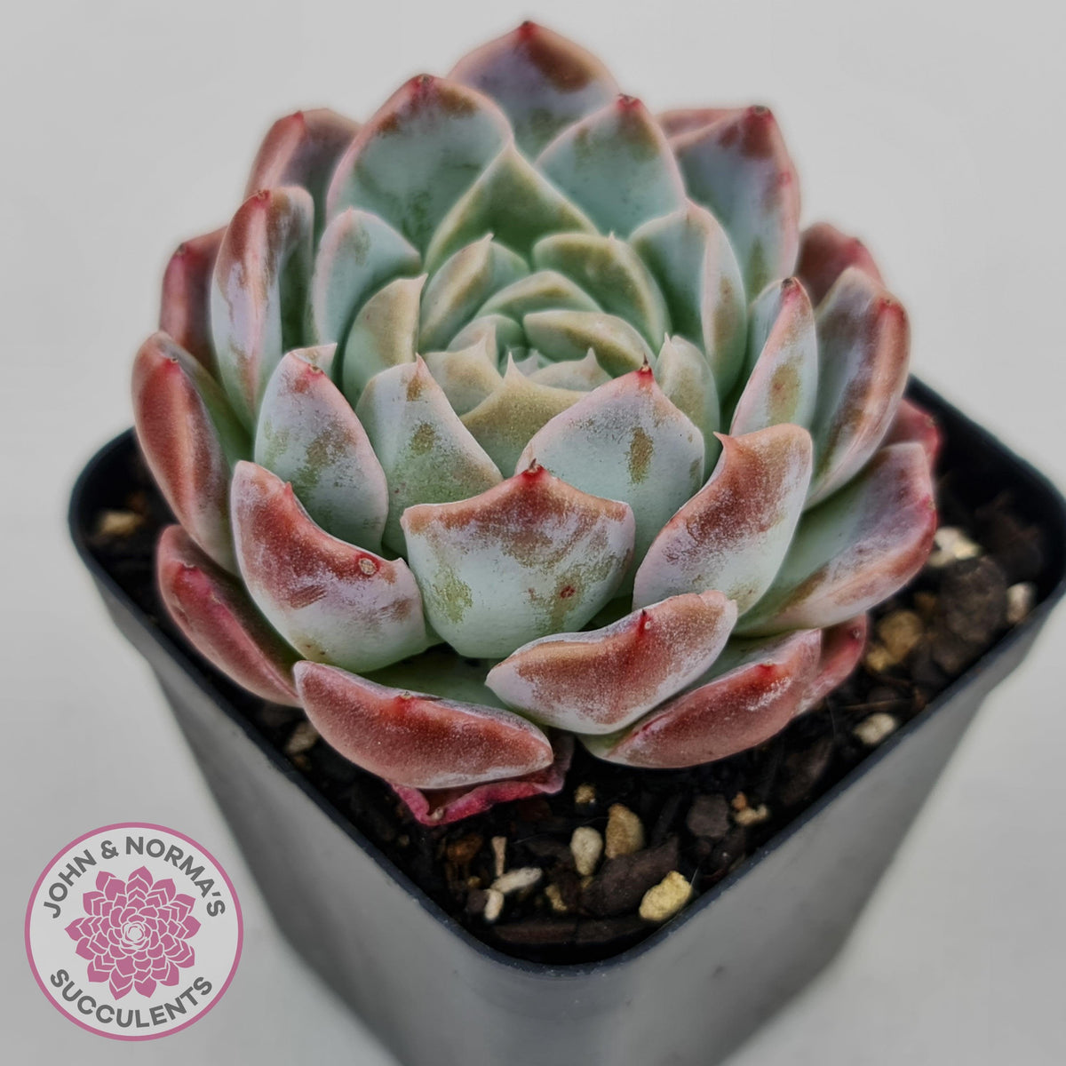 Echeveria Sarang
