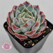 Load image into Gallery viewer, Echeveria Sarang - John &amp; Norma&#39;s Succulents
