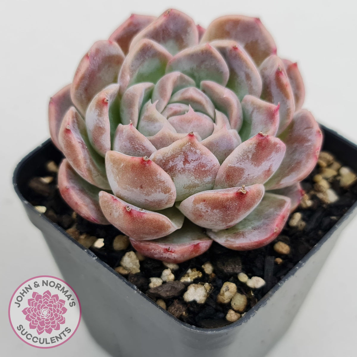 Echeveria Sarang