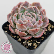 Load image into Gallery viewer, Echeveria Sarang - John &amp; Norma&#39;s Succulents
