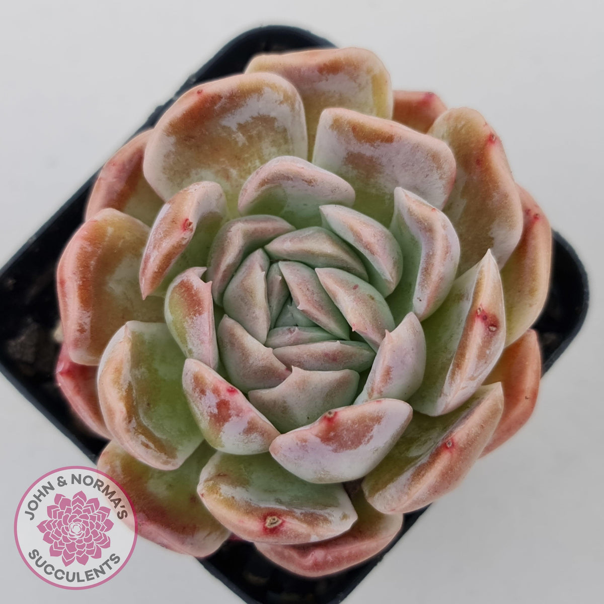 Echeveria Sarang