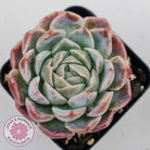 Echeveria Sarang